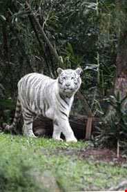 باغ وحش سائوپائولو