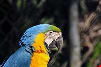 باغ وحش سائوپائولو