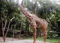 باغ وحش سائوپائولو