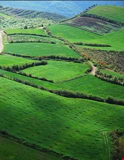 جنگل هیرکانی