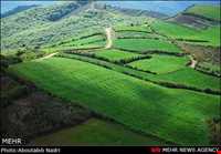 جنگل هیرکانی