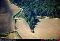 جنگل هیرکانی