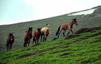 قله سمام ( قله و جنگل سماموس )