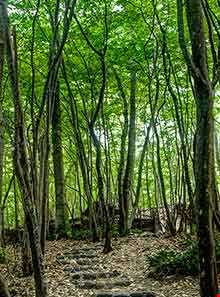 پارک جنگلی سراوان