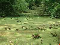 پارک جنگلی سراوان