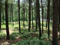 پارک جنگلی سراوان