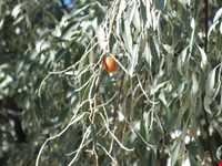 Sea-buckthorn