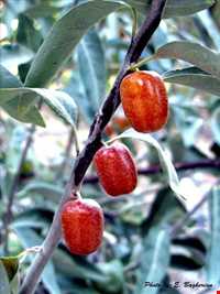 Sea-buckthorn