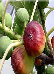 Fig
