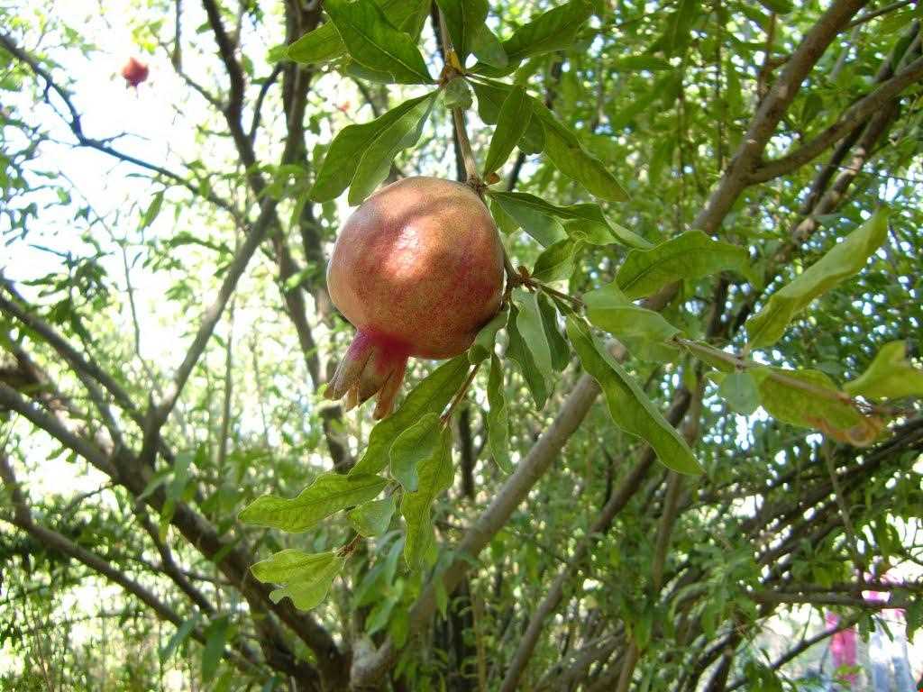 Pomegranate
