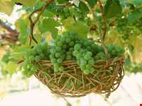 Grapes