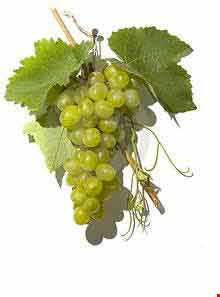 انگور