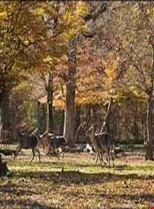 پارک جنگلی ماسوله