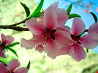 دریاچه و سد بند دره