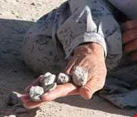 ارهنگ ارهنگ اسب چه رنگ ؟