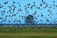 منطقه شکار ممنوع تالابهای پلدختر