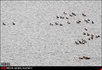 منطقه شکار ممنوع تالابهای پلدختر