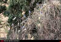 منطقه شکار ممنوع تالابهای پلدختر