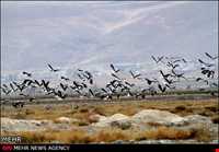 منطقه شکار ممنوع تالابهای پلدختر