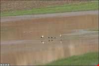 تالاب بیشه دالان بروجرد