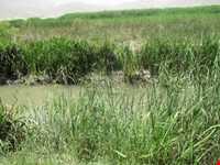 تالاب بیشه دالان بروجرد