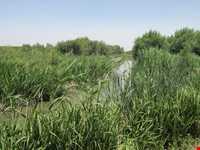 تالاب بیشه دالان بروجرد