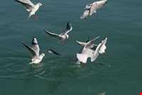 تالاب بیشه دالان بروجرد