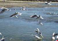 تالاب بیشه دالان بروجرد