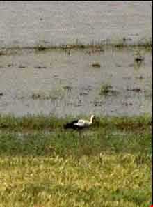 تالاب بیشه دالان بروجرد