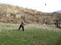 بازی دال پلو