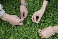 Shanbeh Be Dar Va Sizdah Be Dar