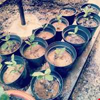 Shanbeh Be Dar Va Sizdah Be Dar