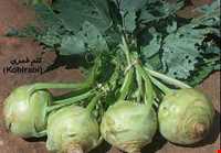 Kohlrabi Soup ( Ash-e Qonbid )