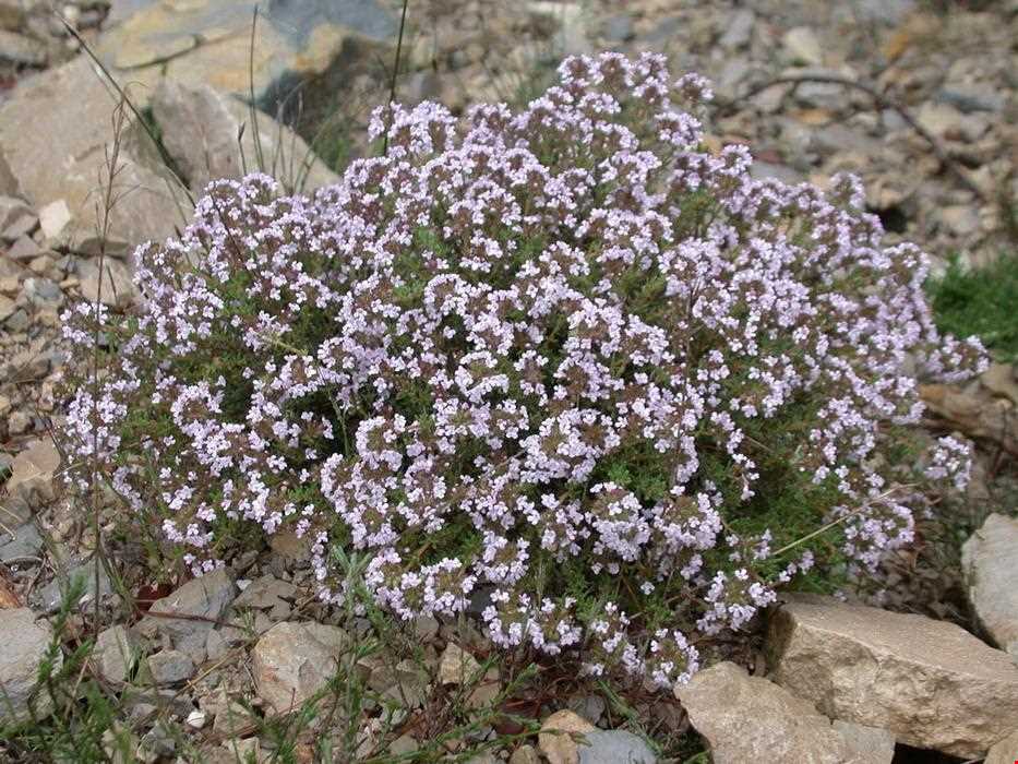 Garden Thyme