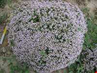 Garden Thyme