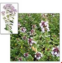 Garden Thyme