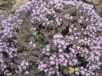 Garden Thyme