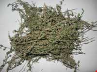 Garden Thyme