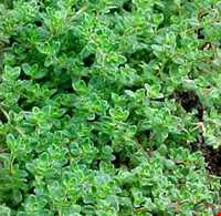 Garden Thyme
