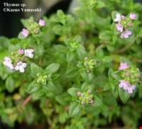 Garden Thyme