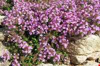 Garden Thyme