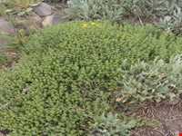 Garden Thyme