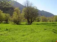 تنگه رازیانه