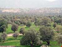 تنگه رازیانه