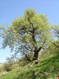 تنگه رازیانه