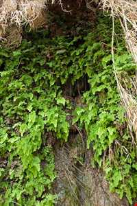 غار زینه گان ( زینگان )