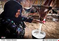 ضرب المثل‌های ایلامی