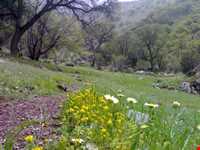 منطقه حفاظت شده دنا