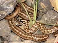 منطقه حفاظت شده دنا