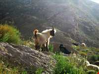 منطقه حفاظت شده دنا